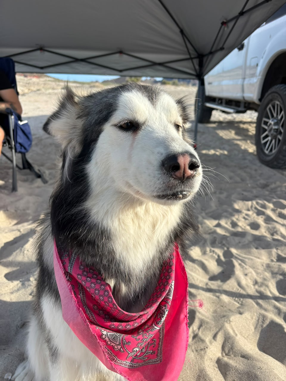 Husky con bandana en La Paz, BCS